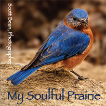 My Soulful Prairie logo